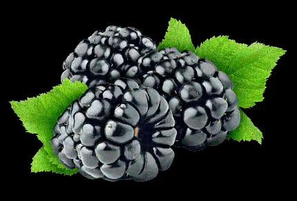 عکس میوه توت سیاه آبدار و طراوت بخش png رایگان با کیفیت بالا