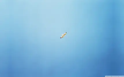 استوک رویایی و خیال انگیز از پرواز پرنده ای تنها در اوج آسمان نیلی