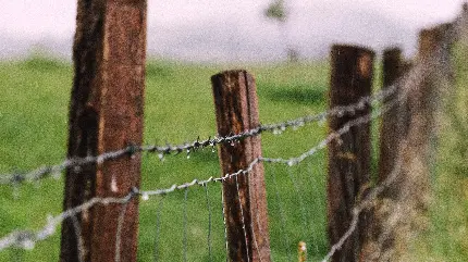 عکس پروفایل سیم خاردارهای پیچیده دور حصارهای چوبی