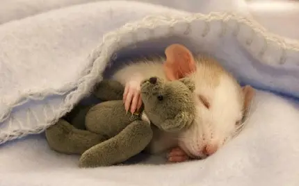 والپیپر بامزه و کیوت از موش سفید لای پتو خوابيده 