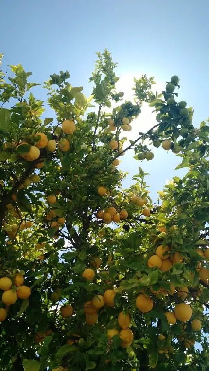 دانلود بک گراند درخت پر از لیمو زیر آسمان آبی و آفتابی