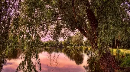 منظره رویایی درخت بید در کنار دریاچه آینه ای