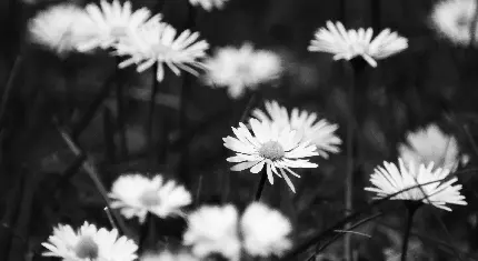 زیباترین عکس پروفایل سیاه و سفید با طرح گل بابونه 
