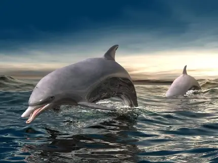 استوک شنای دلفین ها در اقیانوس برای دسکتاپ 