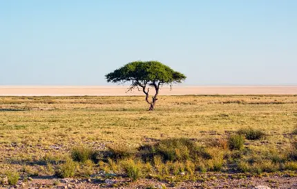 پس زمینه چشم انداز درختان طبیعی پارک ملی نامیبیا قدیمی ترین بیابان