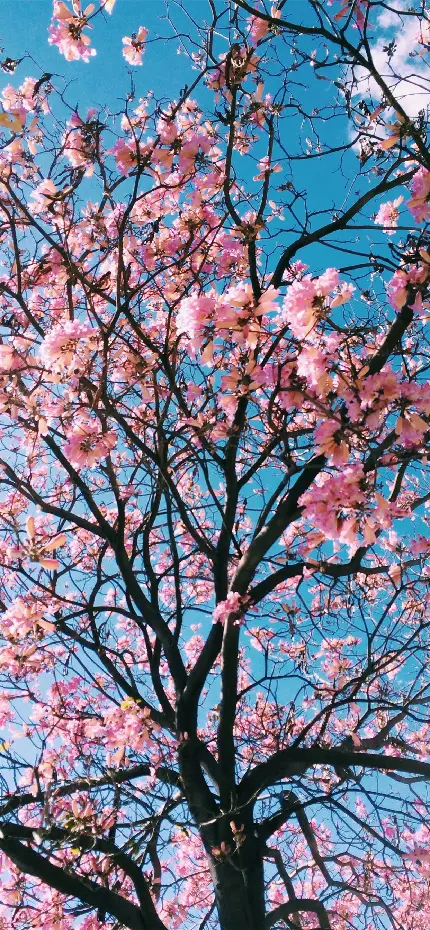 والپیپر بک گراند درخت گل دار شاداب و پر طراوت مخصوص اینستاگرام