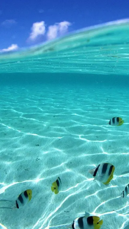دانلود عکس زیر آب دریا برای تصویر زمینه گوشی و تبلت