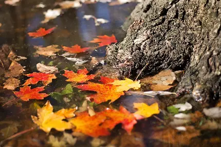 والپیپر برگ های پاییز دلگیر شناور روی آب 