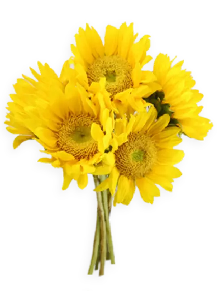 عکس دسته گل PNG آفتاب گردان به منظور تزئین