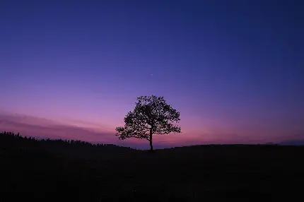عکس زمینه سیلوئت تک درخت کوچک و آسمان رویایی بنفش