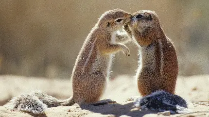 عکس عاشقانه و رمانتیک دو موش خرمای زمینی درحال بوسه 
