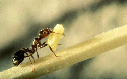 عکس مورچه بازیافت کننده ای در طبیعت با اهمیت اکولوژیکی