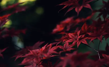 خوشگل ترین عکس فوکوس برگ های پنج پر قرمز پاییزی روی شاخه