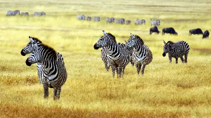 تصویر زمینه گورخر ها در کنیا تانزانیا شرق آفریقای جنوبی