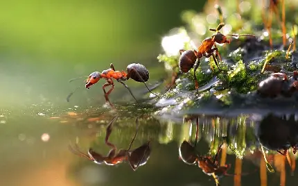 زیباترین عکس مورچه واقعی و انعکاس آن در آب دریاچه New