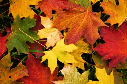 تصویر زمینه با کیفیت 4K از برگ های پاییزی 