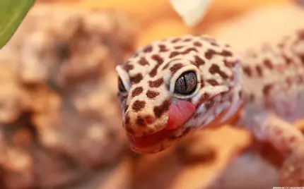 تصویر زمینه جالب و خاص از جکو پلنگی Gekko gecko 
