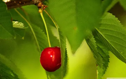 عکس پروفایل درخت میوه گیلاس قرمز به صورت رایگان 