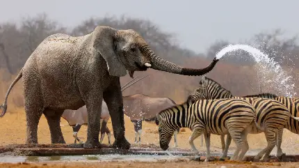 عکس فیل و گورخر در بیابان و صحرا با کیفیت فورکی 4k 