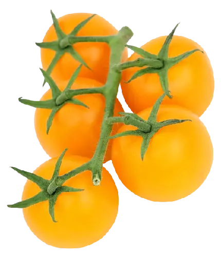 تصویر پی ان جی PNG گوجه های نرسیده نارنجی ترش مزه روی بوته