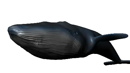 دانلود تصویر دوربریده شده نهنگ واقعی مشکی با فرمت PNG