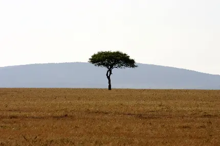 تصویر درختان آکاسیا در علفزارهای سافانا صحرای آفریقای جنوبی