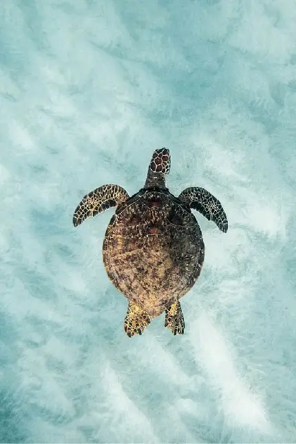 والپیپر لاکپشت زیر آب بخشی پویا و حیاتی از سیاره ما