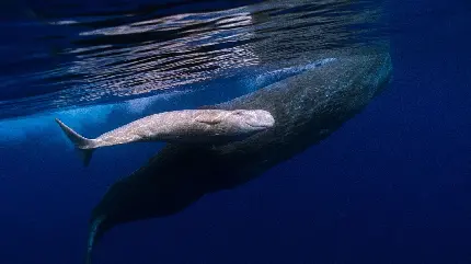 عکس نهنگ اسپرم نر بالغ در بهار به سوی آبهای سردتر شمال
