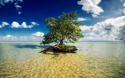 تصویر زمینه تک درخت در میان آب های شفاف و زلال