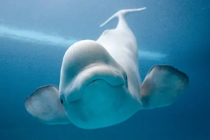 عکس نهنگ سفید رنگ بلوگا با چهره ای بامزه و جثه ی خیلی بزرگ