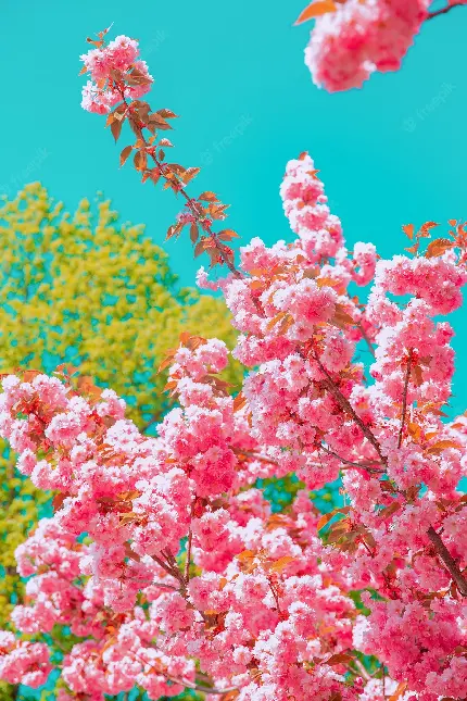 عکس تماشایی منظره درخت گل دار مناسب تصویر زمینه شیائومی