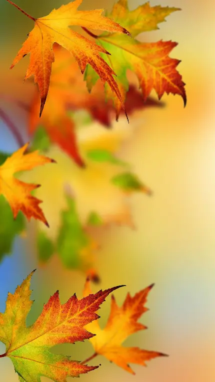 والپیپر خوشگل برگ پاییزی برای صفحه قفل گوشی 