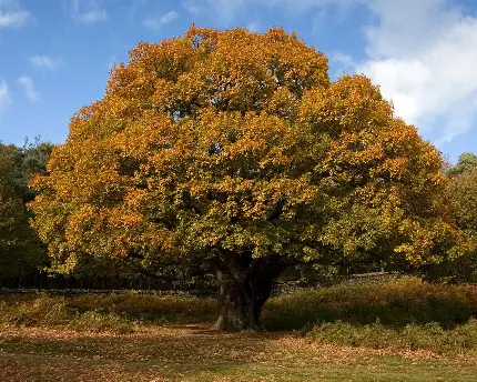 دانلود عکس درخت بلوط با برگ های سبز و نارنجی پاییزی