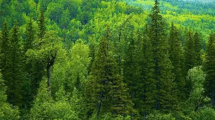 عکس زمینه زیبا جنگل سرسبز سرشار از درختان کاج بزرگ