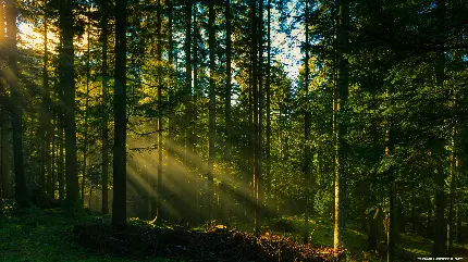 تصویر زمینه منظره خاص درختان جنگل با کیفیت فول اچ دی