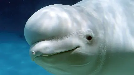 والپیپر کیوت با تصویر قشنگ چهره و صورت نهنگ بلوگا از نزدیک