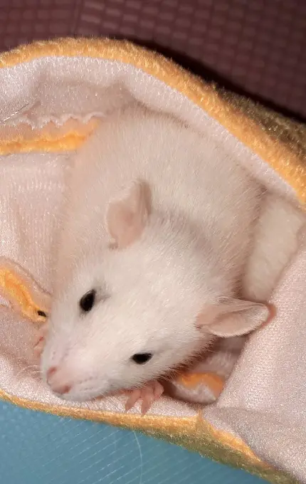 دانلود عکس از بچه موش سفید و تمیز با کیفیت عالی 