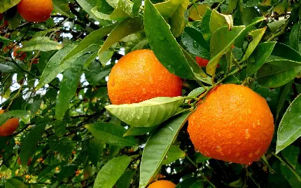عکس استوک قطرات آب روی پرتقال میوه درختی مفید