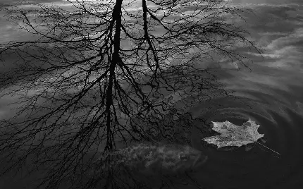 تصویر سیاه و سفید غمگین برگ پاییزی روی آب برای پروفایل 