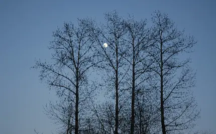 تصویر درختان بلند و کم برگ با چشم انداز ماه در آسمان 