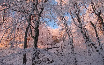 عکس پروفایل رمستانی از جاذبه طبیعی و پرتو نور خورشید 