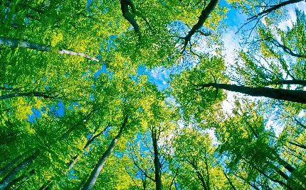 بک گراند حیرت انگیز درختان مرتفع سبز بهاری زیر سقف آسمان