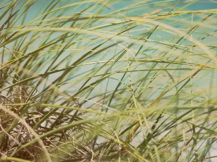 عکس زمینه هنری از چمنزار ساحلی از نمای خیلی نزدیک