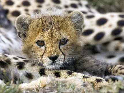 بچه یوزپلنگ Cheetah دارای یک علامت اشک مشکی متمایز