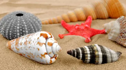 تصویر صدف های خشک شده با طرح های مختلف در ساحل شنی 