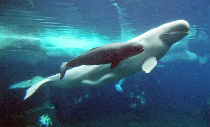 عکس نهنگ سفید بلوگا مادر در کنار فرزندش
