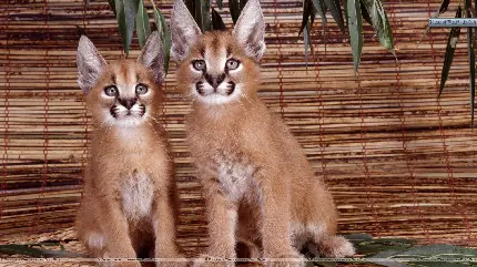 عکس سیاه گوش ایران