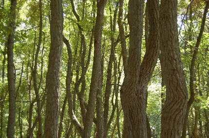 عکس پس زمینه با طراوت تنه درختان بلند قامت برای ساخت ویدیو