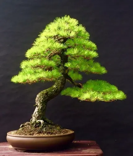 زیباترین درخت بونسای یک درخت مینیاتوری با ظاهر لایه لایه