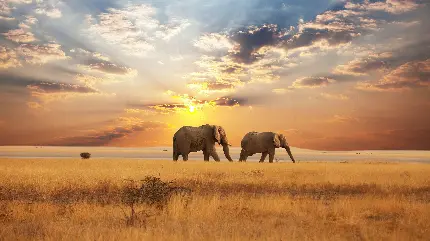 عکس پروفایل فیل ها و طلوع آفتاب در ساوانا کنیا آفریقای جنوبی